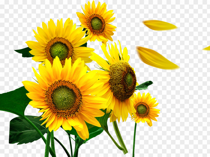 Sunflower Common Petal PNG