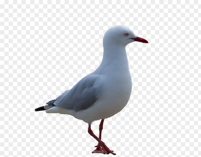 Water Bird Western Gull Poster Background PNG