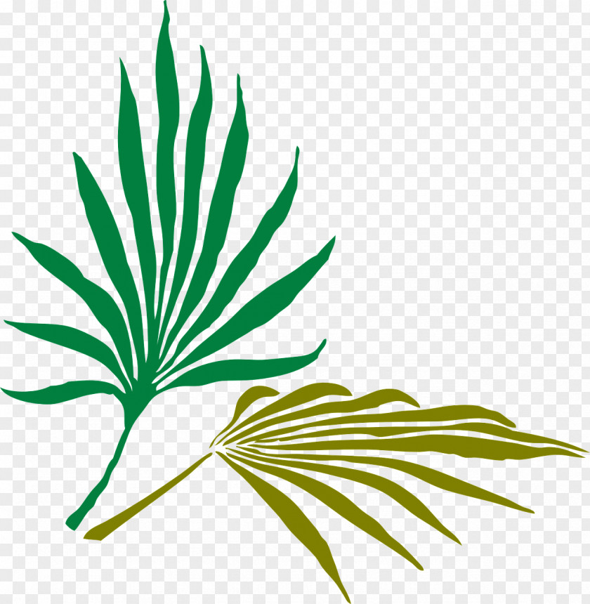 Black And White Flowers Branch Palm Frond Arecaceae Clip Art PNG