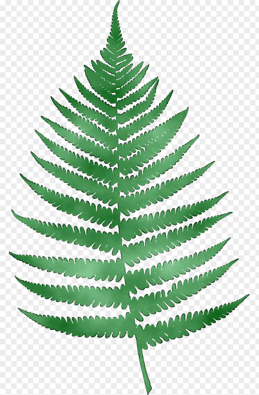 Clip Art Fern Desktop Wallpaper Transparency PNG