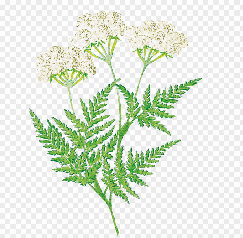 Flower Sweet Cicely Plant Stem Herbalism Leaf PNG