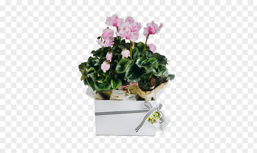Gift Cyclamen Houseplant Cut Flowers PNG