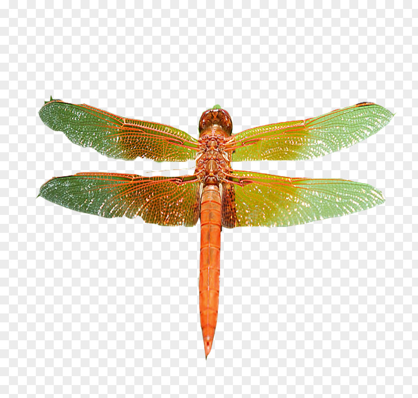Green And Yellow Dragonfly Pterygota PNG