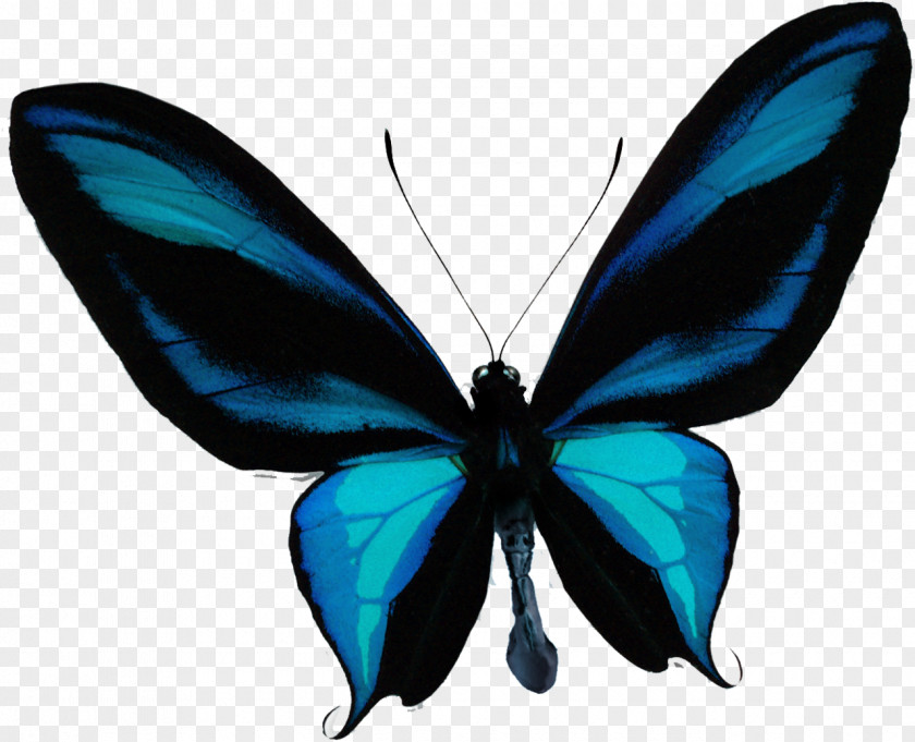 Papillon Butterfly Fotolia Royalty-free YouTube PNG