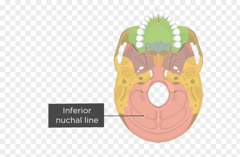 Skull Vomer Palatine Bone Occipital Anatomy PNG