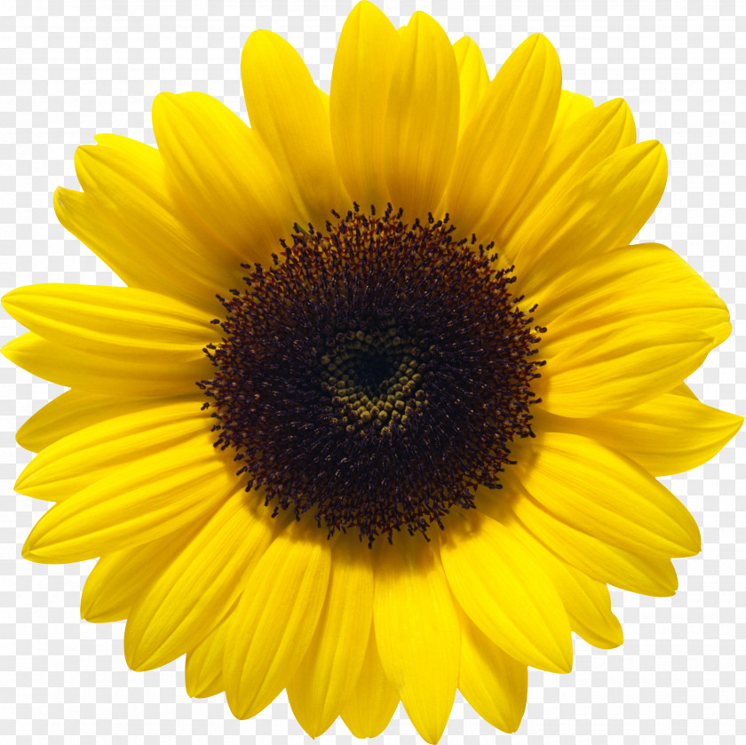 Sunflower Common Color PNG