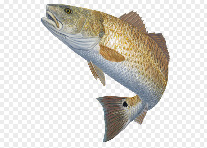 Bass Fishing Red Drum Fly PNG