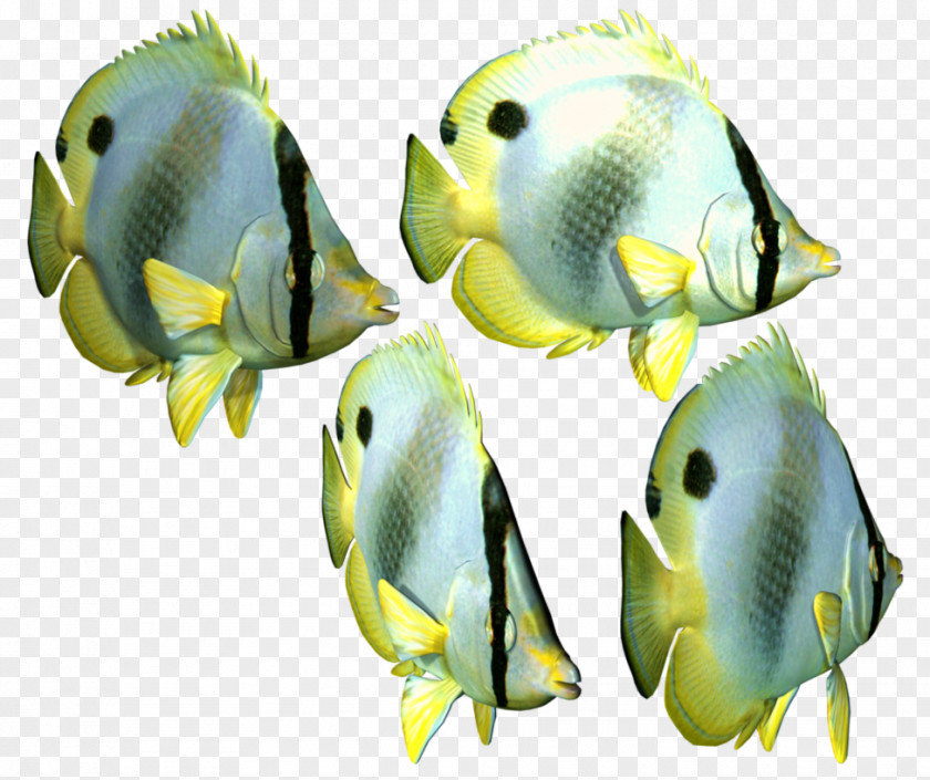 Fish Angelfish Tropical PNG