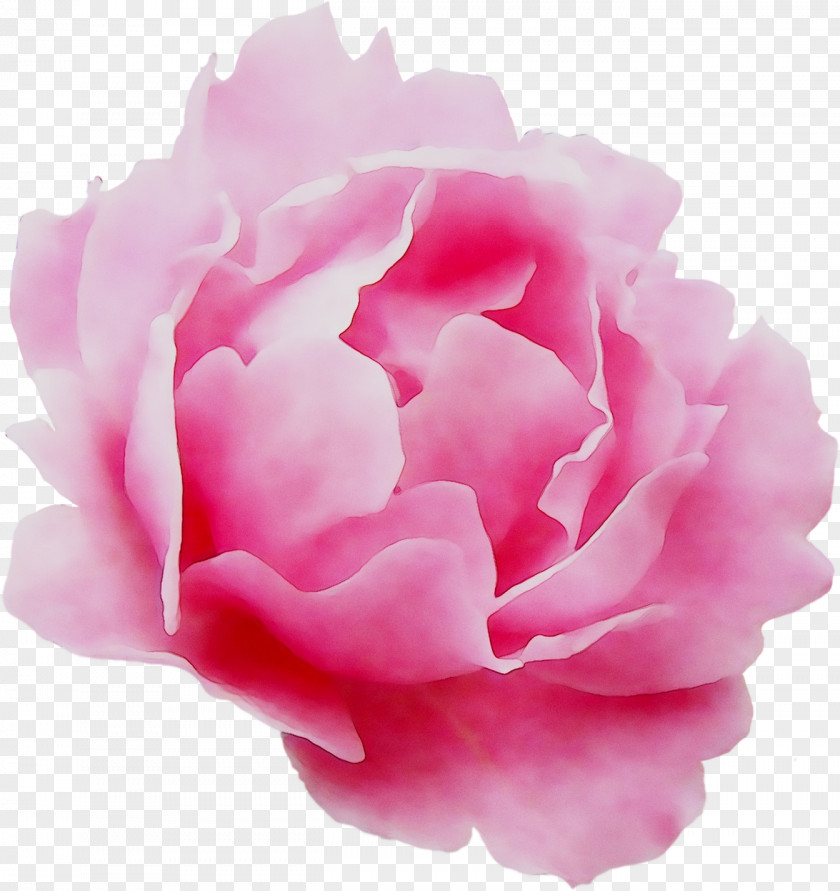Garden Roses Cabbage Rose Floribunda Peony Cut Flowers PNG