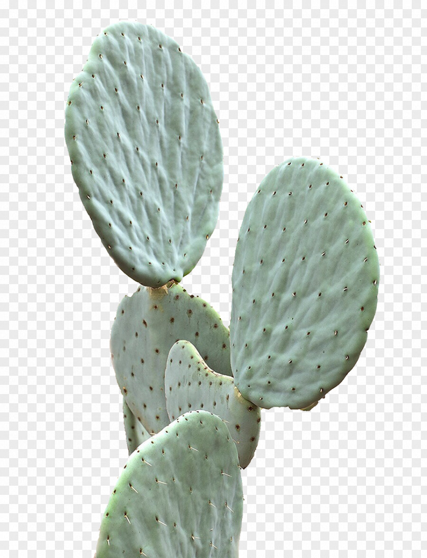 Green Cactus Cactaceae Succulent Plant Wallpaper PNG