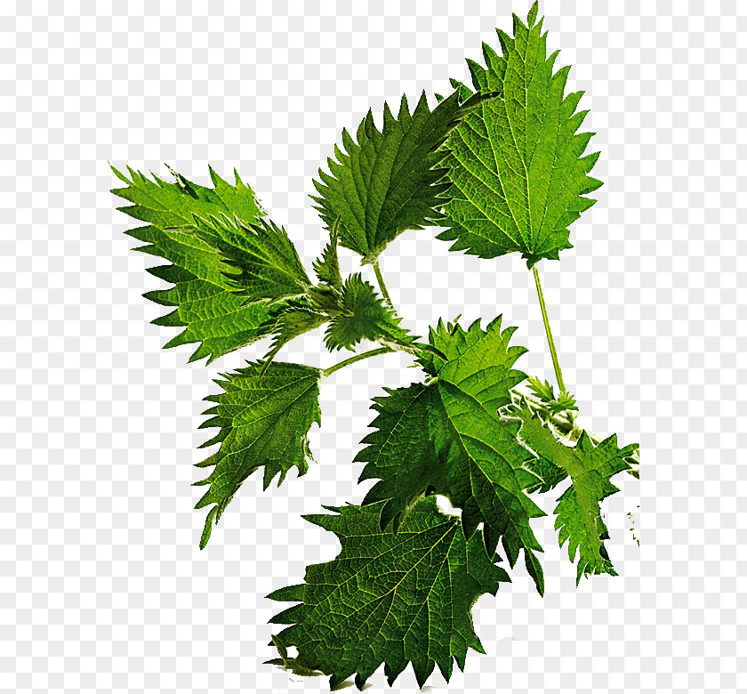 Hair Common Nettle Loss Lotion Herb PNG