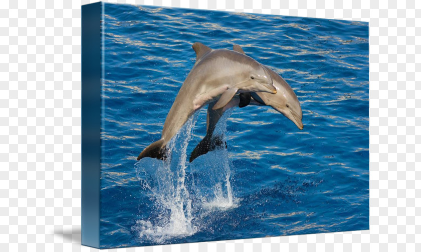 Jumping Dolphins Spinner Dolphin Common Bottlenose Striped Short-beaked Wholphin PNG