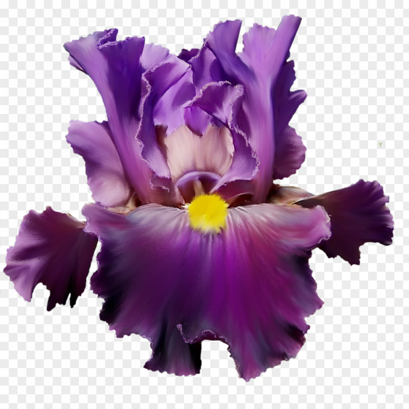 Mystique Flower Purple Lilac Watercolor Painting Violet PNG