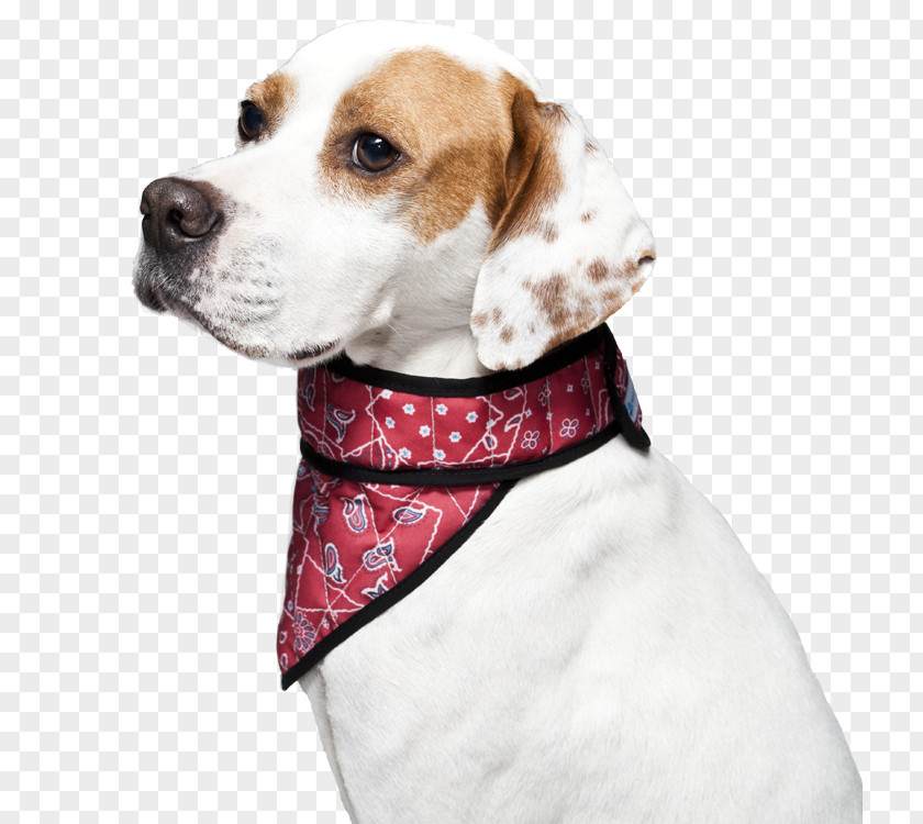 Red Collar Dog Treeing Walker Coonhound Beagle Black And Tan PNG