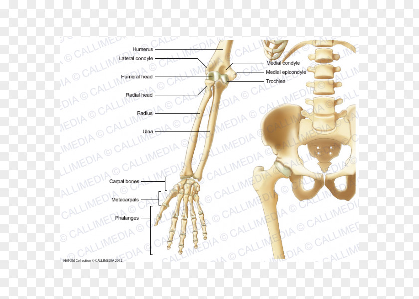 Skeleton Head Elbow Bone Forearm Human Anatomy PNG