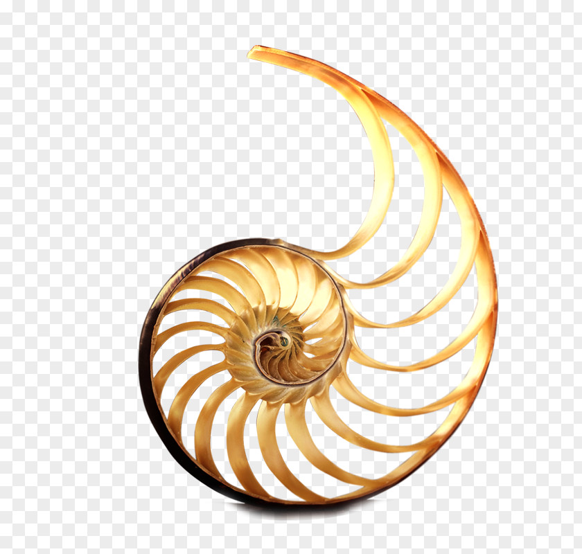 Snails Real Estate Property Snail PNG