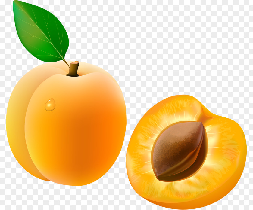 Yellow Apricot Fruit Clip Art PNG