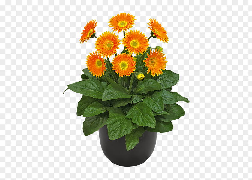 Chrysanthemum Transvaal Daisy Cut Flowers Carnation PNG