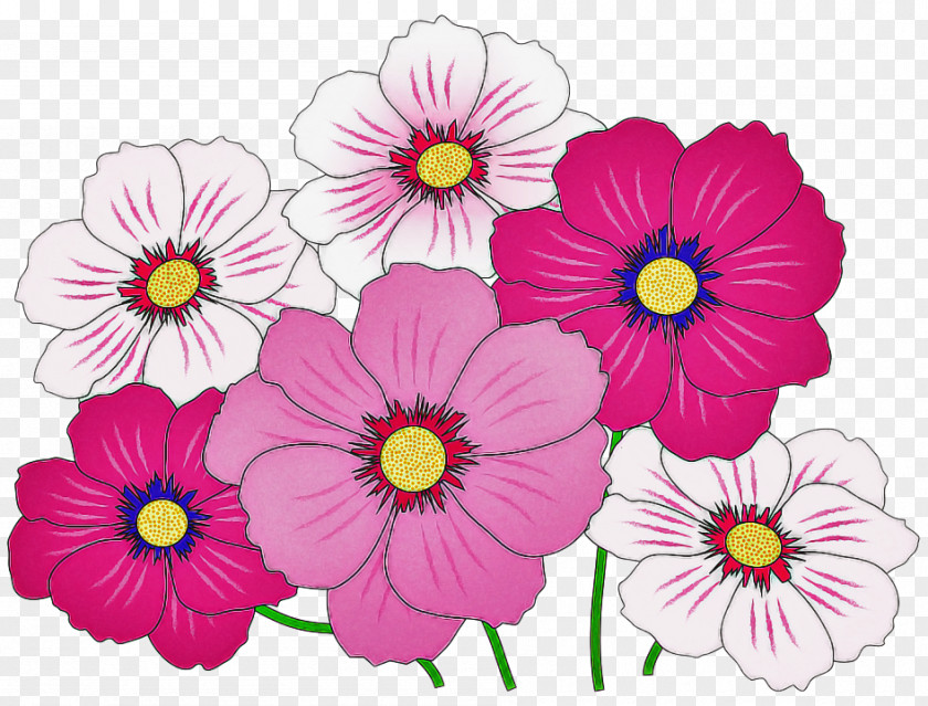 Daisy Family Magenta Flower Pink Plant Petal Flowering PNG
