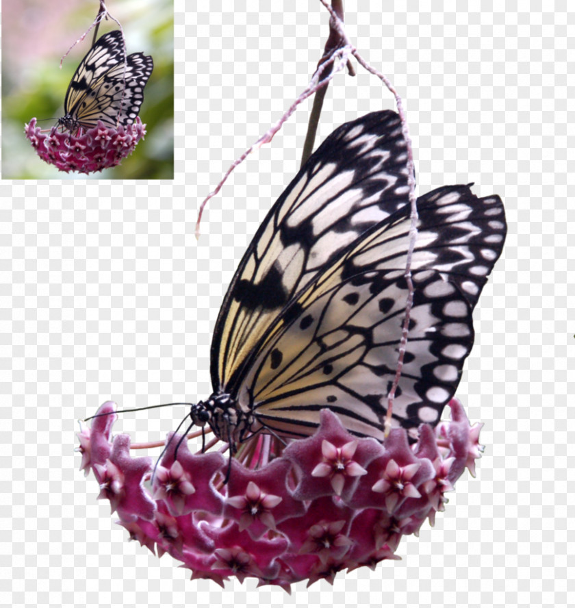 Monarch Butterfly DeviantArt Pieridae PNG