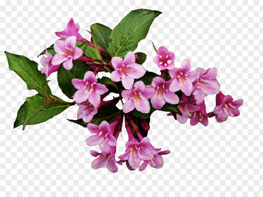 Small Flowers Flowering Plant PNG