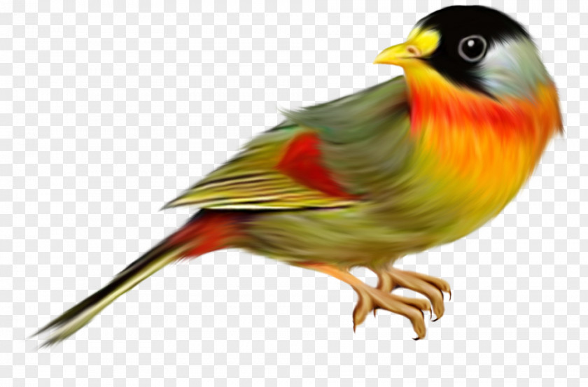 Bird PNG