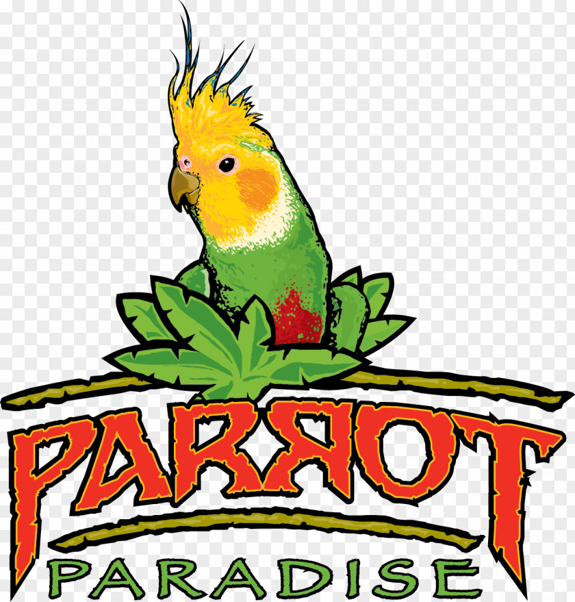 Cockatiel Parrot Bird Parakeet Macaw Pet PNG