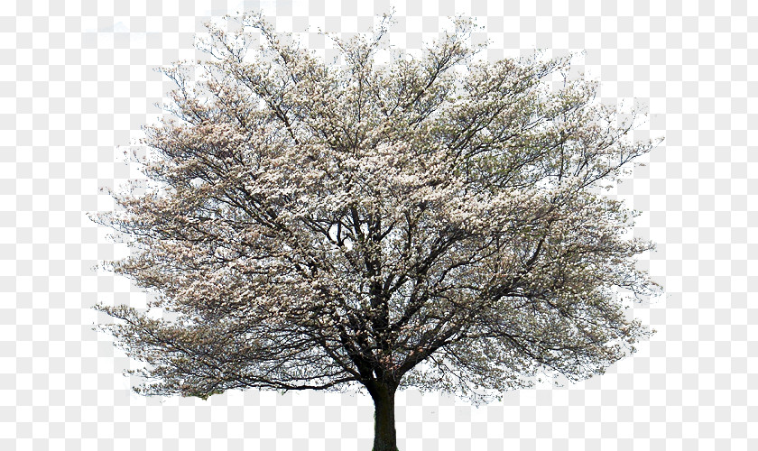 Magnolia Flowering Dogwood Kousa Tree Cornus Alternifolia Clip Art PNG