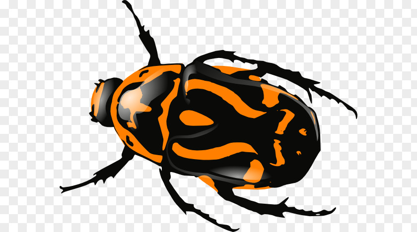 Orange Bug Cliparts Beetle Download Clip Art PNG