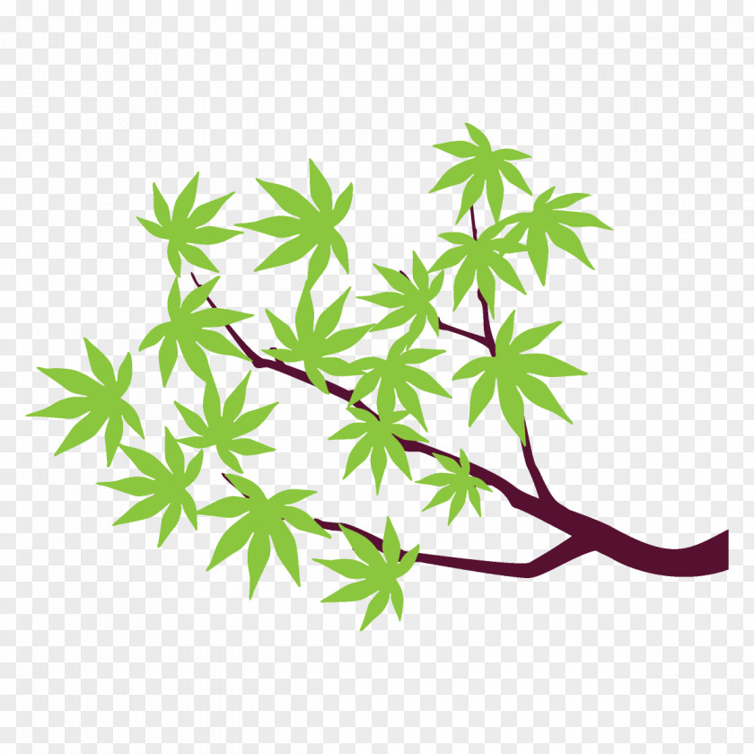 Plant Stem Flower Maple Branch Leaves Tree PNG