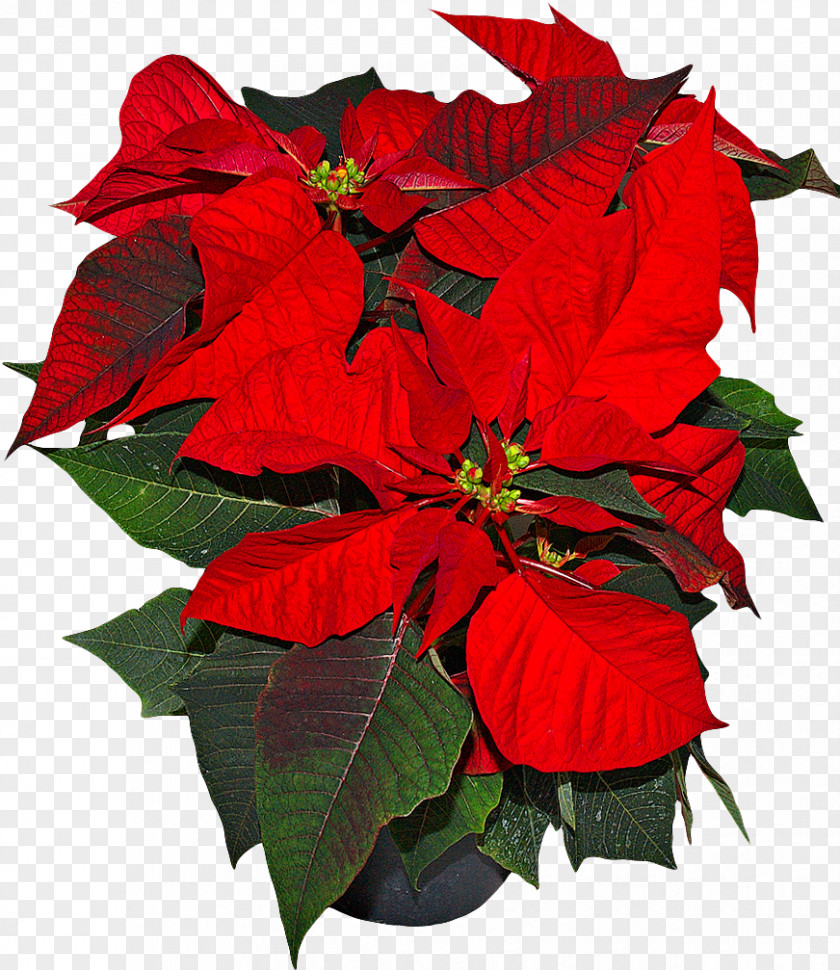 Poinsettia Flowers Spurges Houseplant Flower PNG