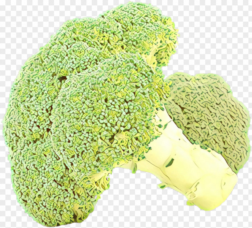 Broccoli Leaf Vegetable Food Wild Cabbage Plant PNG
