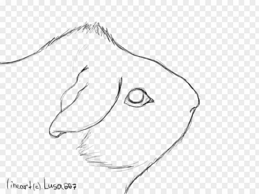 Guinea Pig Line Art Drawing Sketch PNG