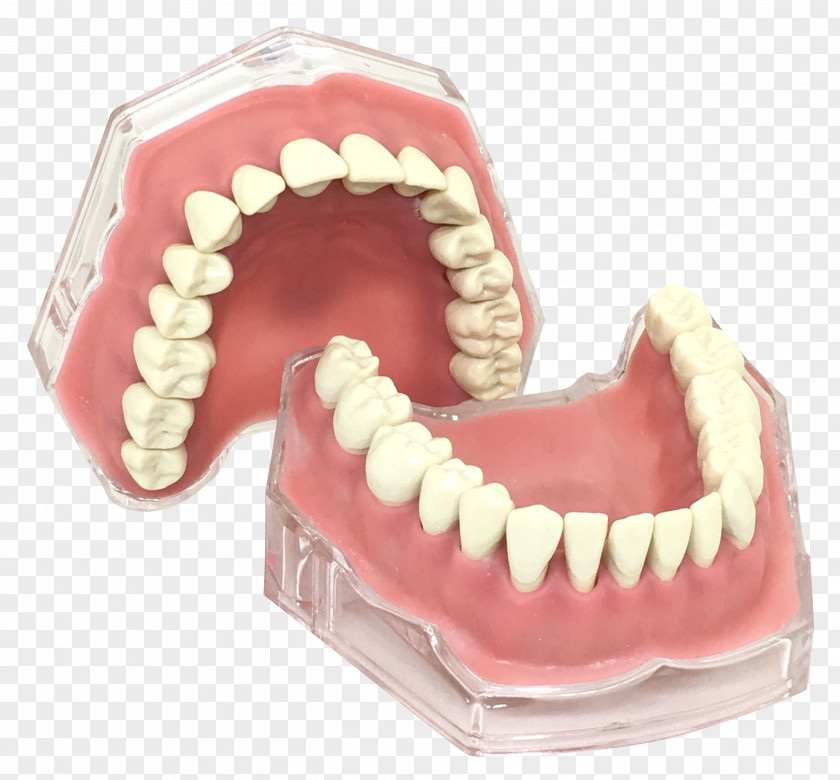 Zx Human Tooth Typodont Gums Jaw PNG
