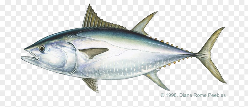 Fishing Pacific Bluefin Tuna Albacore Bigeye Atlantic Yellowfin PNG