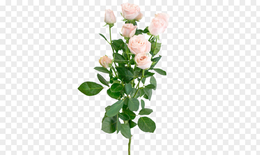 Flower Garden Roses Cabbage Rose Floribunda Bouquet PNG