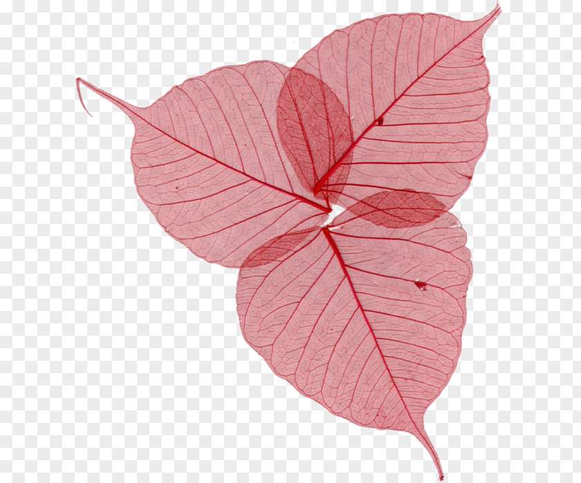 Leaf Clip Art PNG