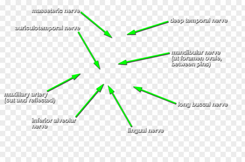 Line Green Product Design Angle Diagram PNG