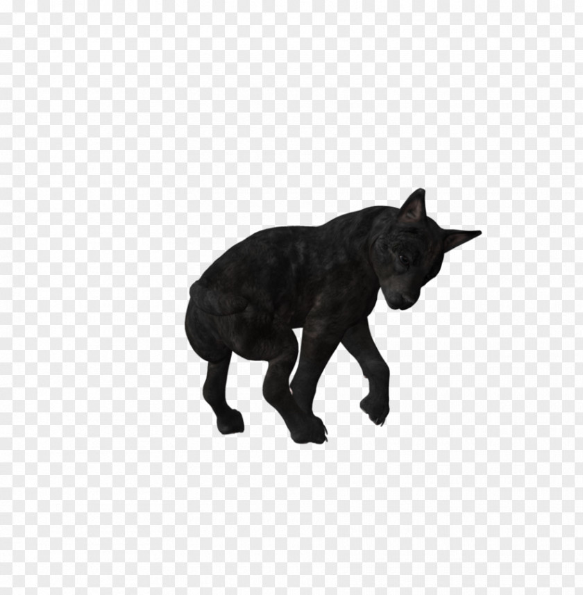 Wolf Dog Puppy Black Canidae PNG