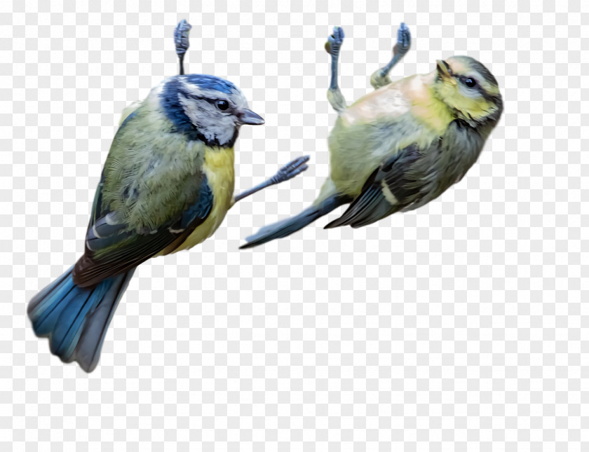 Finches Parakeet Beak Chickadee PNG