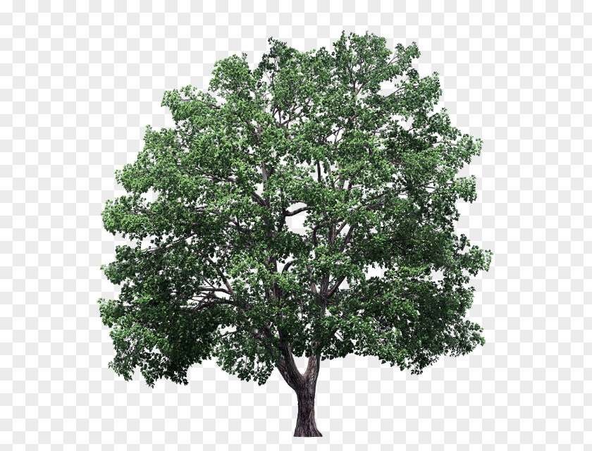 Maple Tree Crown Clip Art Plane Trees PNG