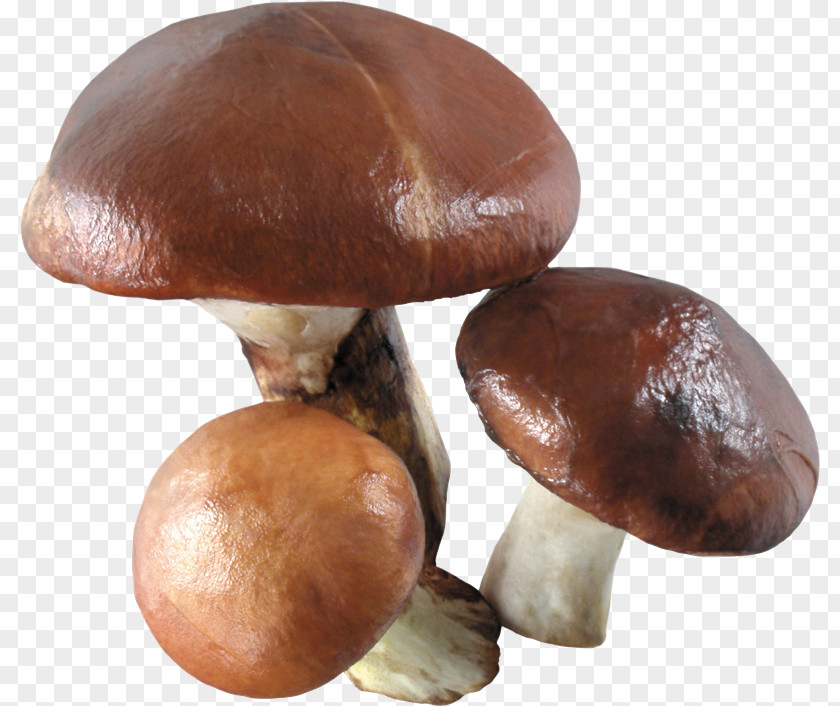 Mushroom Fungus Clip Art PNG