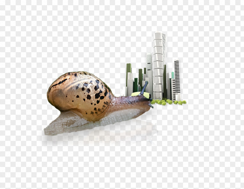 Snails Samsan-ro Share Investment Company 0 PNG