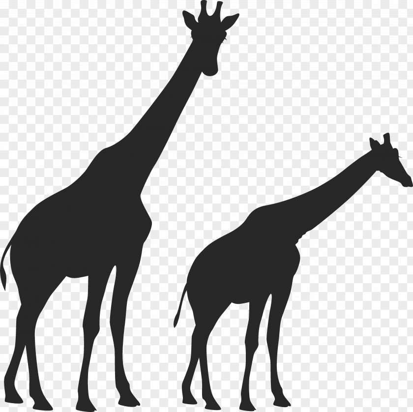 Watercolor Giraffe West African Vertebrate Mustang Animal Mammal PNG