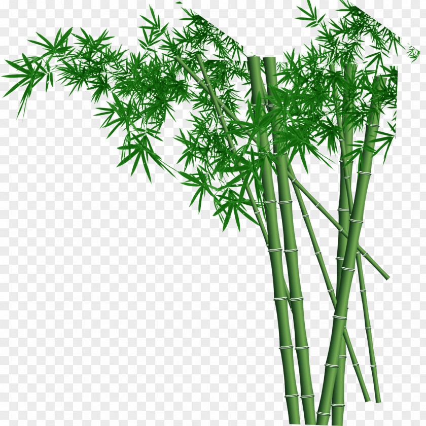 Bamboo Wall Fundal Wallpaper PNG