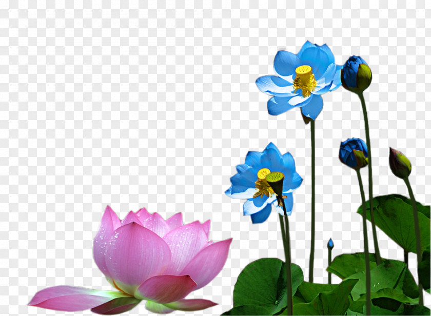 Chinese Style Lotus Download Designer PNG