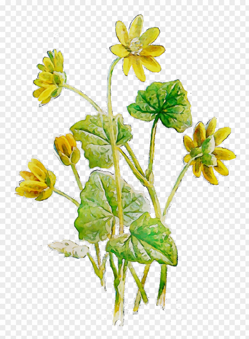 Flower Herbaceous Plant Stem Herbalism PNG