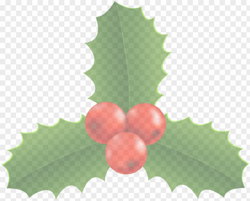 Flower Plant Holly PNG
