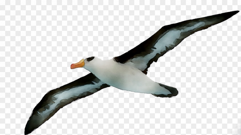 Penguin Albatross Fauna Gannets Beak PNG
