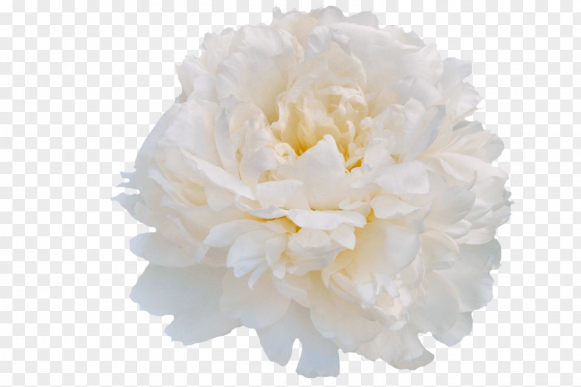 Peony My Society Cut Flowers Pink PNG